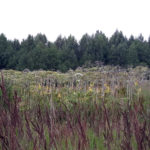 litwa_kotwa_estonia_offroad_160