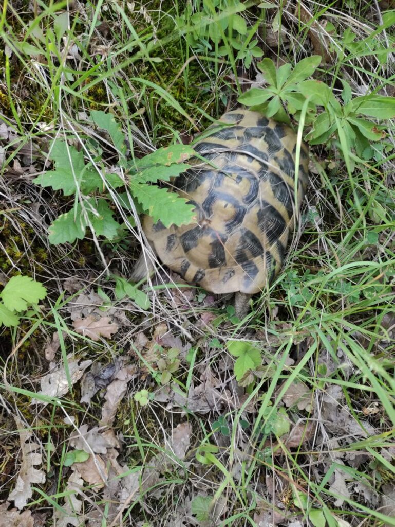 albania off-road foto 9